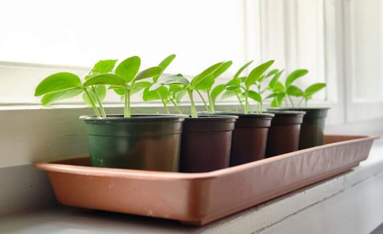 Growing cucumbers containers