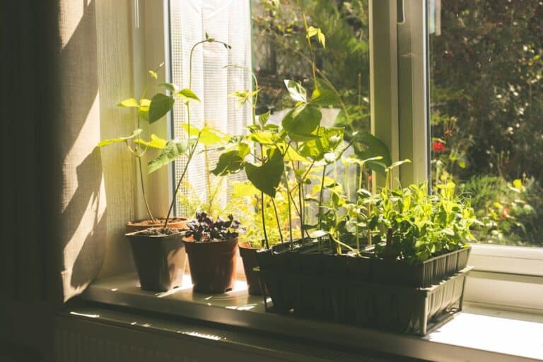 easy apartment vegetable garden