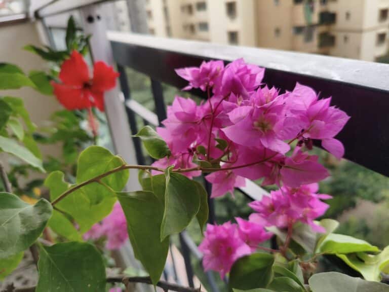 heat tolerant balcony blooms