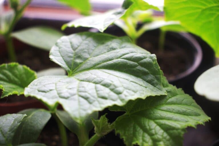 best soil for cucumbers in pots