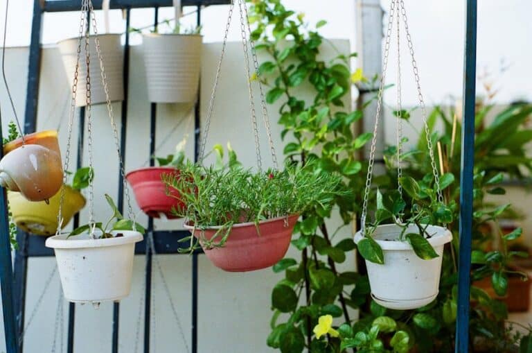 hanging plants for balconies