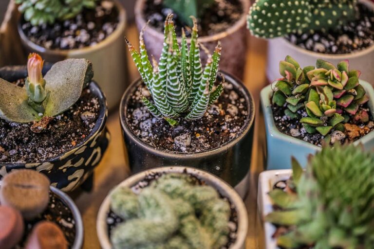 best pots for succulents