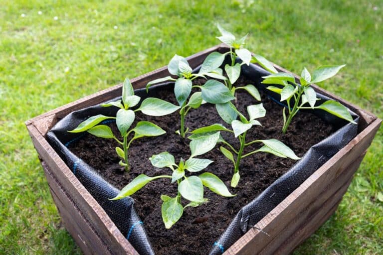 compact vegetable garden
