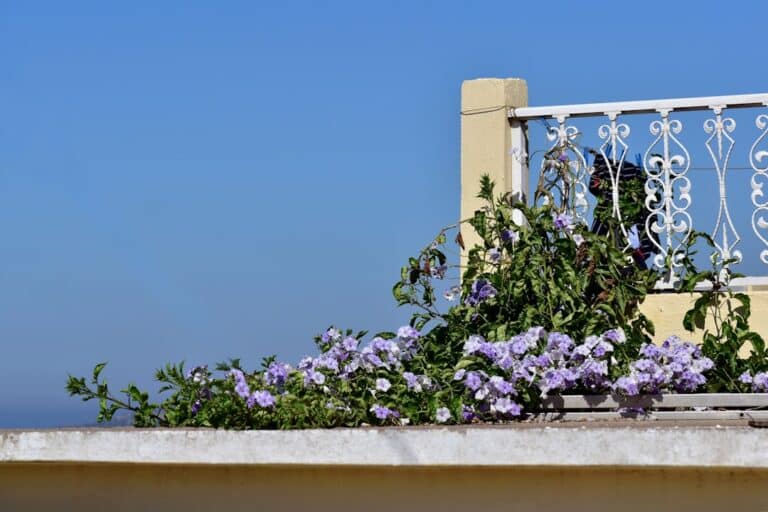 balcony garden lavender bushes