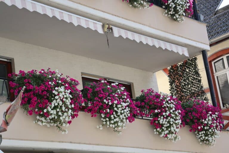 bee friendly balcony blooms