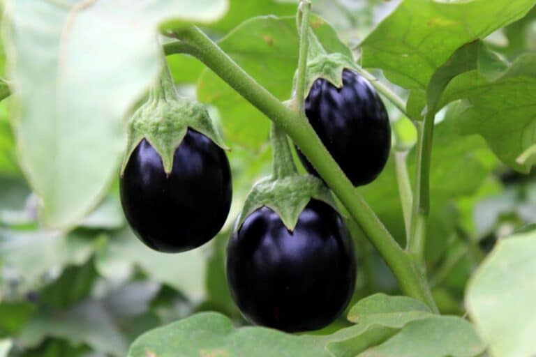 balcony garden eggplant care